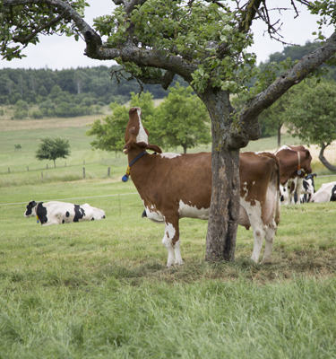 Arla Foods achieves the highest hygiene standards while minimising downtime